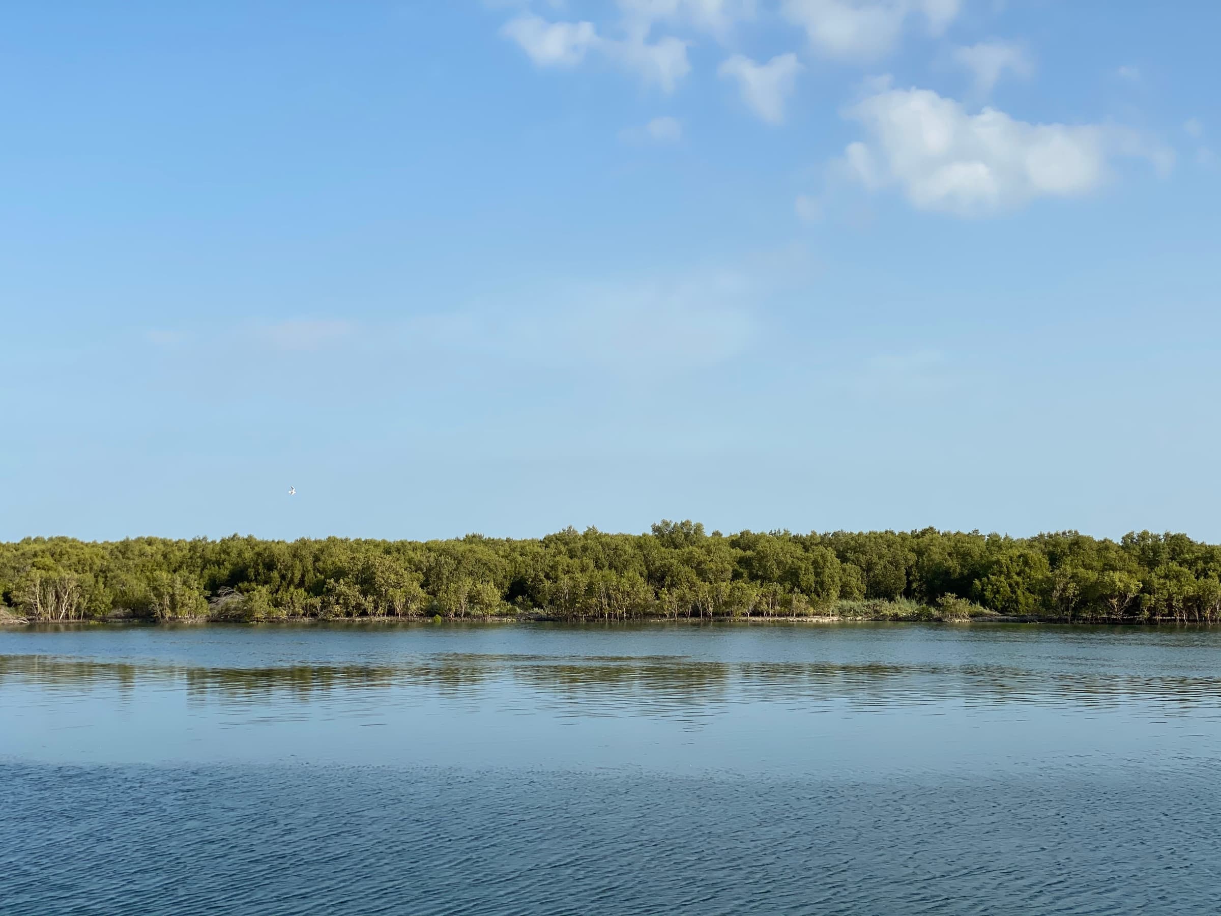 Mangrove shoreline in the UAE